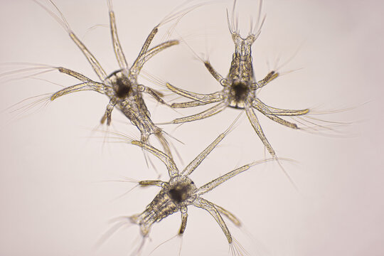 Nauplius stage of vannamei shrimp in light microscope, Shrimp larvae under a microscope, Shrimp, White shrimp, Nauplius, Nauplii, Larvae. Background.