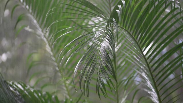 Tropical rain drops falling on the large green palm leaves at summer day in island Koh Phangan, Thailand, close up. Rainy season in Asia