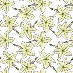 Fototapeta na wymiar seamless pattern with drawing tobacco flowers, Nicotiana suaveolens at white background, Australian tobacco, hand drawn illustration