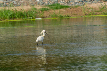 Eurasian spoonbil