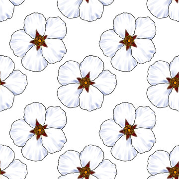 seamless pattern with drawing flower of labdanum at white background, Cistus ladanifer, hand drawn illustration