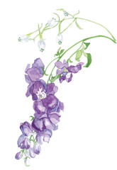 花の水彩画デルフィニューム紫