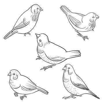vector drawing sketch of sitting birds, hand drawn songbirds, isolated nature design elements