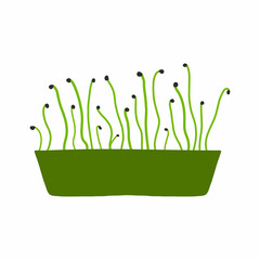 Fototapeta premium Pot of microgreens. Microgreens peas, radish, onion, arugula. sunflower, beets and others. Vector illustration isolated on white background. Drawn style.