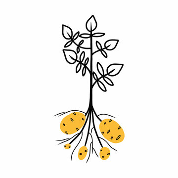  Potato plant with green leaves. raw vegetable. organic farm product. Vector illustration in doodle style.