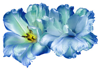 Blue   tulips flowers  isolated on  white background.. Closeup. Nature.
