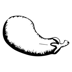 Eggplant vegetable. Graphics. Hand drawing. Vector illustration isolated on white background.