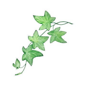 watercolor illustration St. Patrick's Day green branch ivy