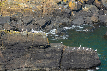 The Lizard peninsula,seagulls on rocks surrounded by sea, and rocky cove in summertime,southern Cornwall, England, United Kingdom.