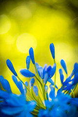 Agapanthus praecox ( Blue lily) blooming in spring. 