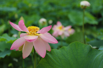 Fototapeta premium 연꽃(Lotus)