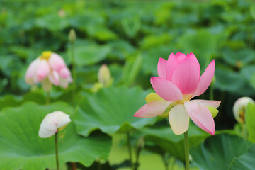 Fototapeta premium 연꽃(Lotus)