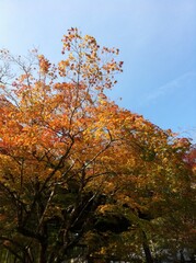 orange beautiful autumn leaves in the forest