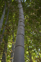 Fototapeta premium Bamboo in the forest