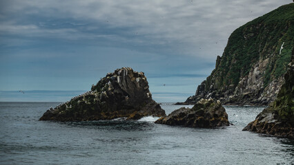 Picturesque cliffs rise above the Pacific Ocean. Birds build nests on rocks and fly around. Cloudy sky. Kamchatka. Starichkov Island