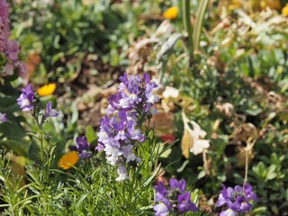 リナリア（ヒメキンギョソウ）の花