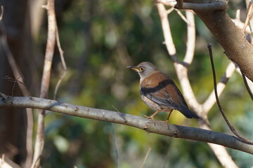 pale thrush in the forest