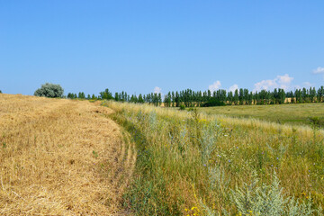 path through the field