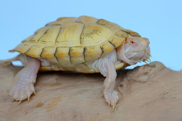 An albino red ear slider tortoise is basking on dry logs. This reptile has the scientific name...
