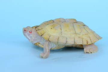 An albino red ear slider tortoise is basking on dry logs. This reptile has the scientific name Trachemys scripta elegans.  - obrazy, fototapety, plakaty