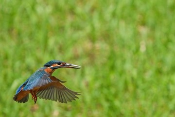 グリーンバックにホバリングするカワセミ成鳥メス