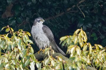 水浴びの後、木の上でくつろぐオオタカ成鳥