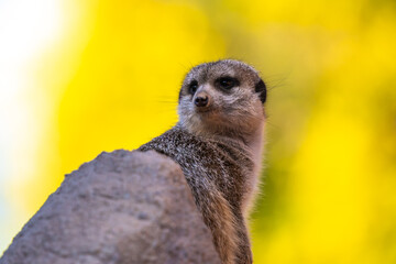 Fototapeta premium A pointed snout meerkat in Tucson, Arizona