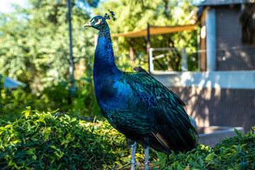 Fototapeta premium A blue and green peacock in Tucson, Arizona