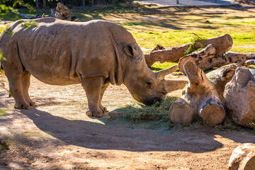 Fototapeta premium A Southern White Rhinoceros in Tucson, Arizona