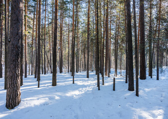 Classic Russian winter landscape. winter forest in sun lights. Selective focus.
