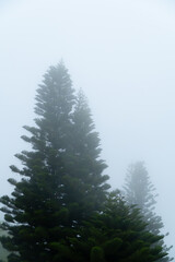 Pine trees covered in morning mist