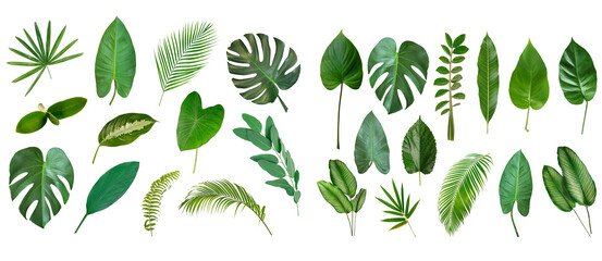 Set of Tropical green leaves isolated on white background. - obrazy, fototapety, plakaty