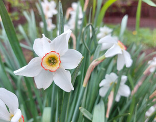 Fototapeta premium white daffodil blooms in spring in the garden. blooming flowers, plants. copyspace.