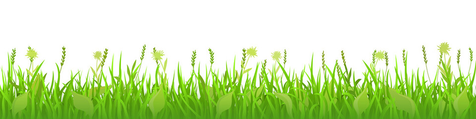 Spring green meadow with wild grass on white background, large panorama