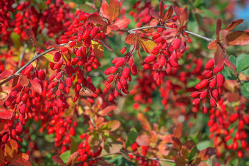 a barberry branch with bright red berries on a blurry garden background