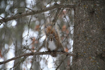 squirrel on the branch