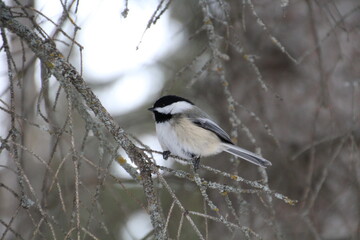chickadee resting on a branch
