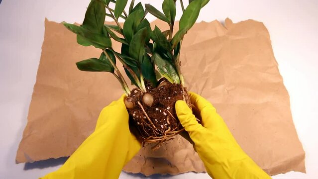 woman in gardening gloves preparing a plant for transplanting.  zamioculcas, zamiifolia, zz plant roots. 