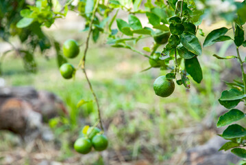 Lemons are plants that can be used as food and drink.