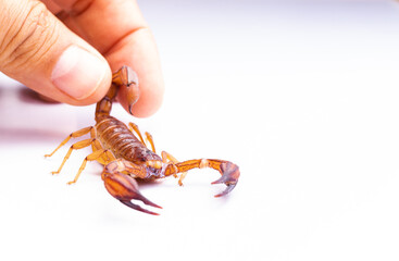 Escorpión, alacrán, aguijón con veneno sobre fondo blanco, mano humana