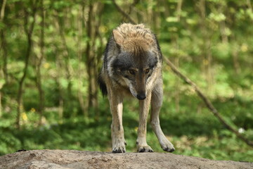 The wolf, a land predator. Hunt for prey within your territory. A herd of deer hunting. A wild animal, a natural selector of sick and weak animals.