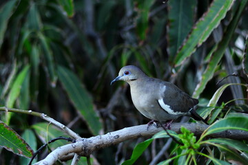 White-winged dove on a mango tree branch