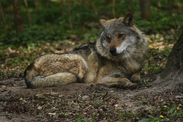 Fototapeta premium The wolf, a land predator. Hunt for prey within your territory. A herd of deer hunting. A wild animal, a natural selector of sick and weak animals.