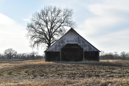 Old Barn by a Tree in a Field