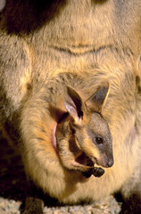 Baby wallaby about to emerge from mums pouch.