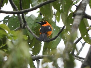 Aves del Colombia (Piedemonte Amazónico - Putumayo)