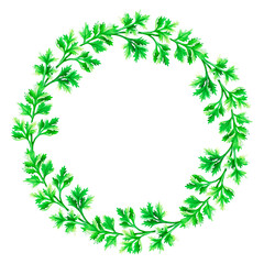 Cilantro wreath. Watercolor vintage illustration. Isolated on a white background. For your design.