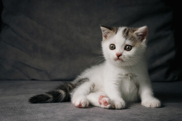 Fototapeta na wymiar Scottish fold kitten sitting on black background. Tabby White Kitten on gray background in studio.