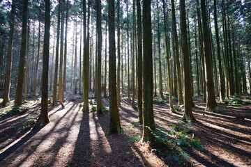 refreshing cedar forest and shadow