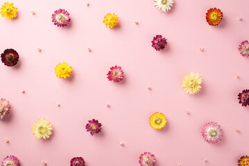 Fototapeta na wymiar Top view photo of the many nice middle size colorful different flower heads and cute tiny flowers scattered on the pastel clean pink background